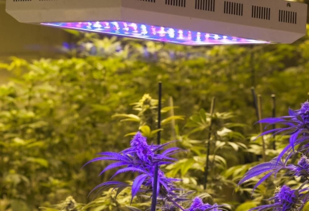 La cannabis che fa bene alla salute.