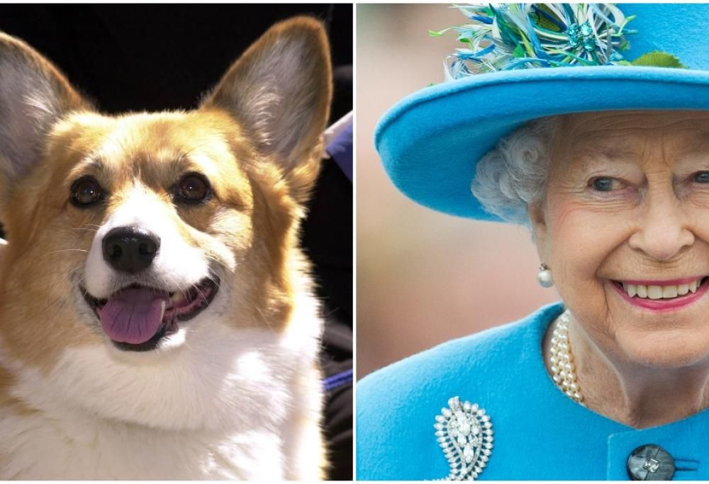 Regina Elisabetta: 70 corgi per celebrare i suoi anni di regno