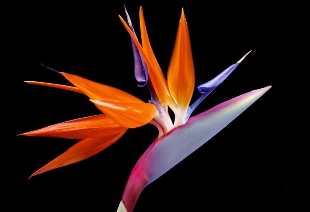 EUROFLORA 2022 Rarità e Bellezza