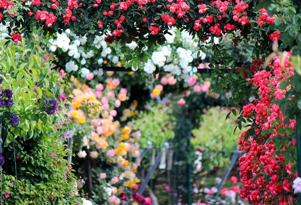 1000 bellissime rose attendono i visitatori a Roma