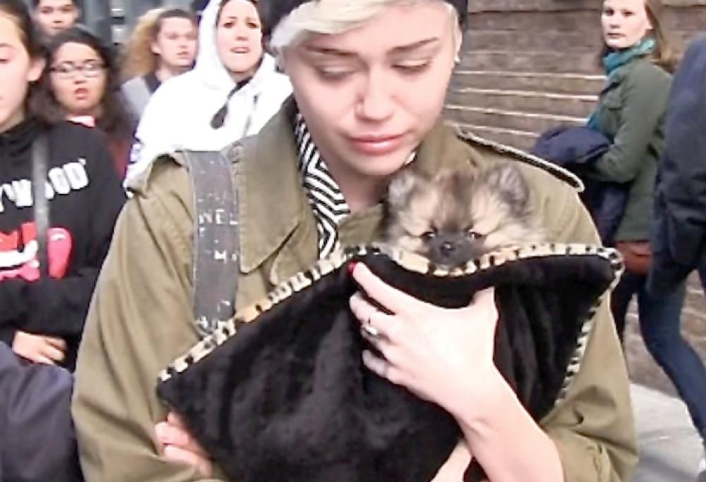 Tutti i cani di Miley