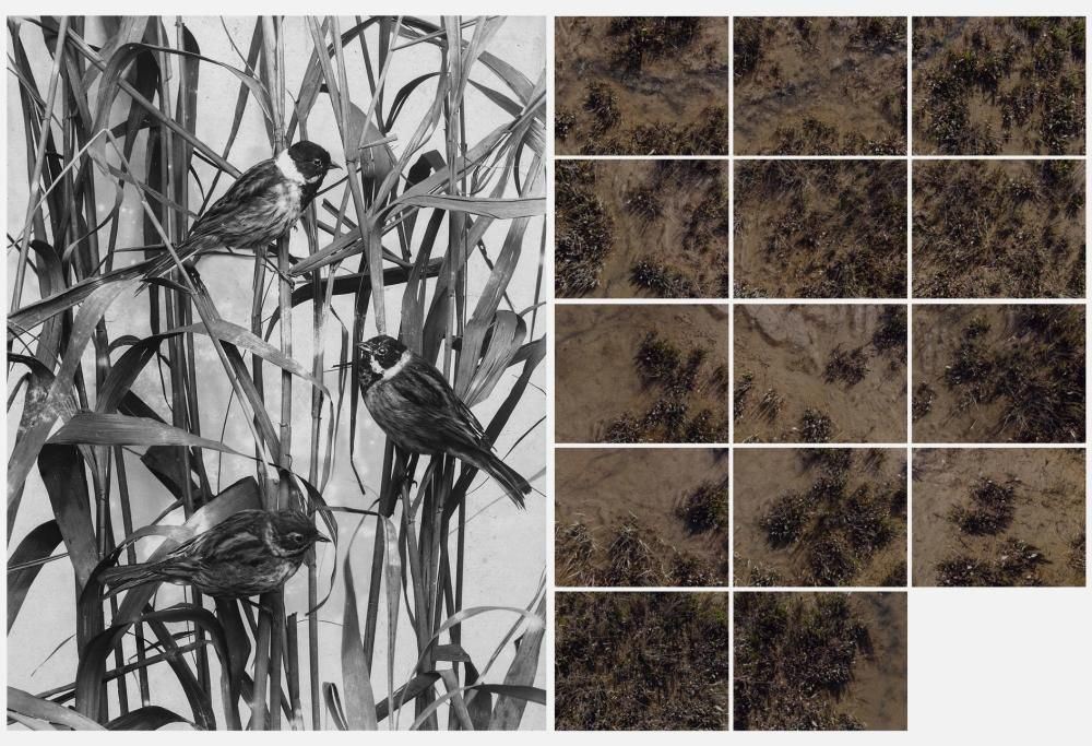 NUOVA GENERAZIONE. Sguardi contemporanei sugli Archivi Alinari