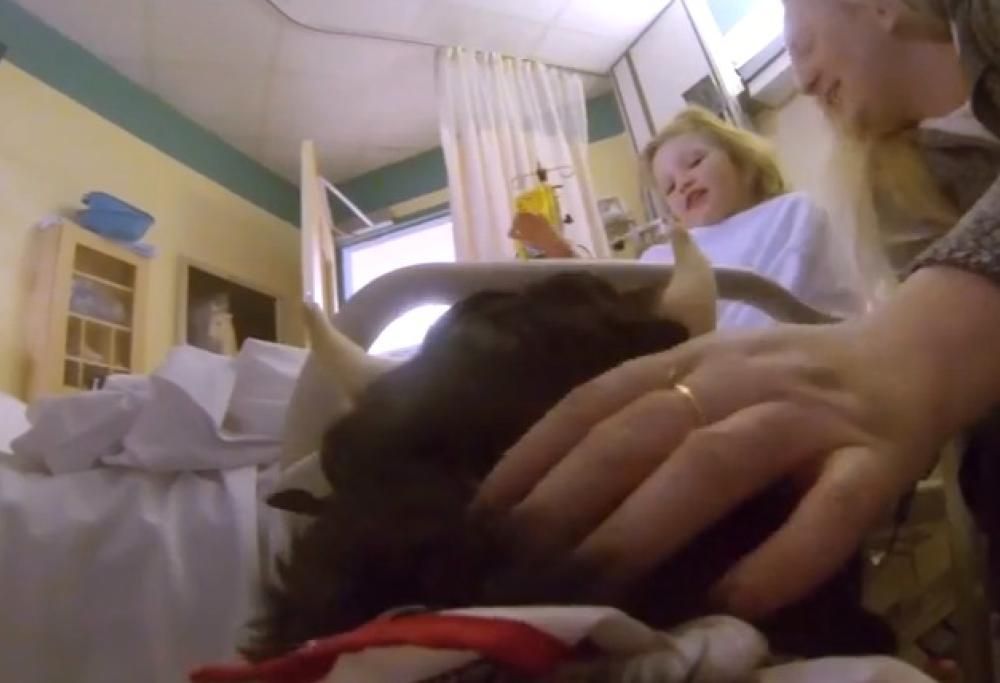 Il mondo visto con gli occhi di un therapy dog