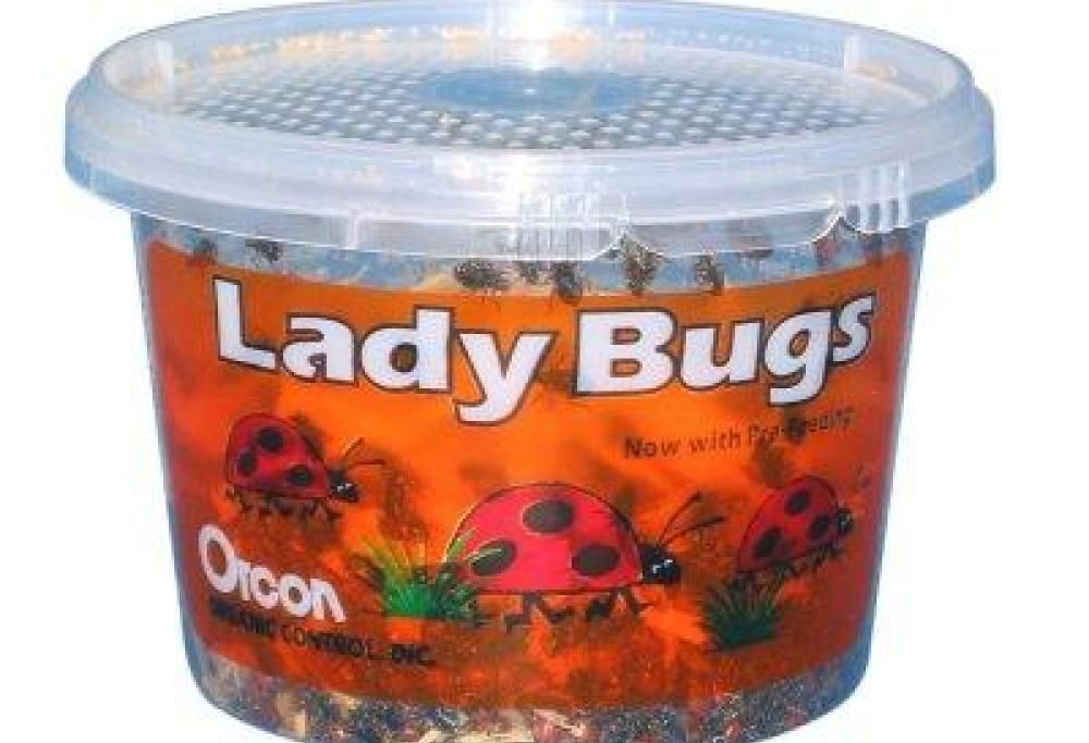 Gli oggetti più strani in vendita su Amazon