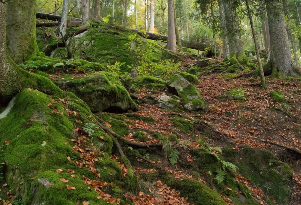 Una gestione forestale sostenibile