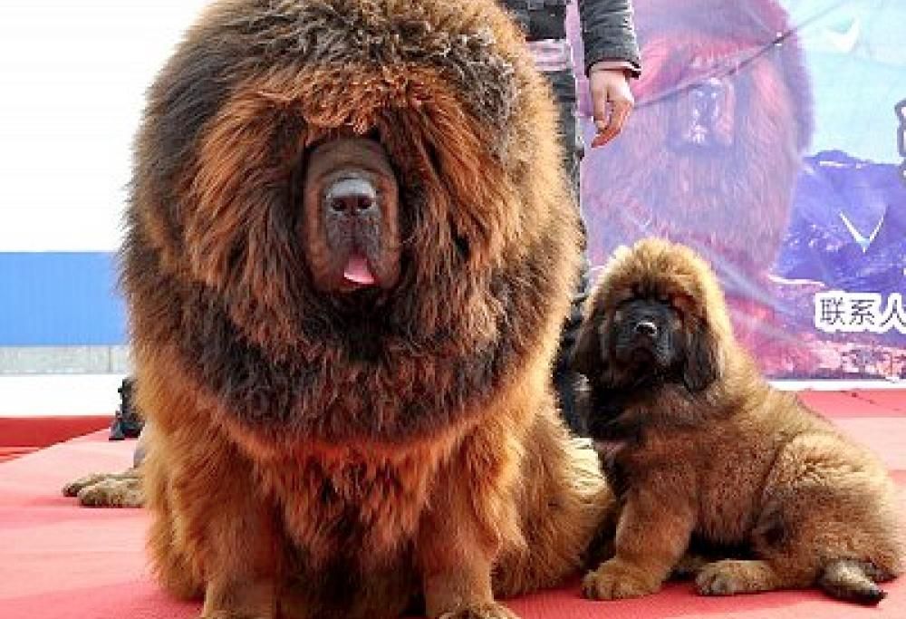 Le 10 razze di cani più costose