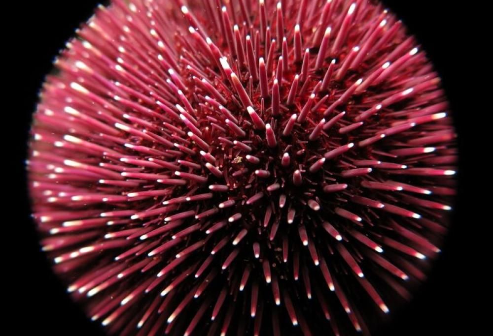 Guarda le più belle foto sottomarine premiate a Monte Carlo