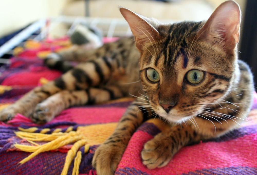 I 10 gatti più costosi del Mondo