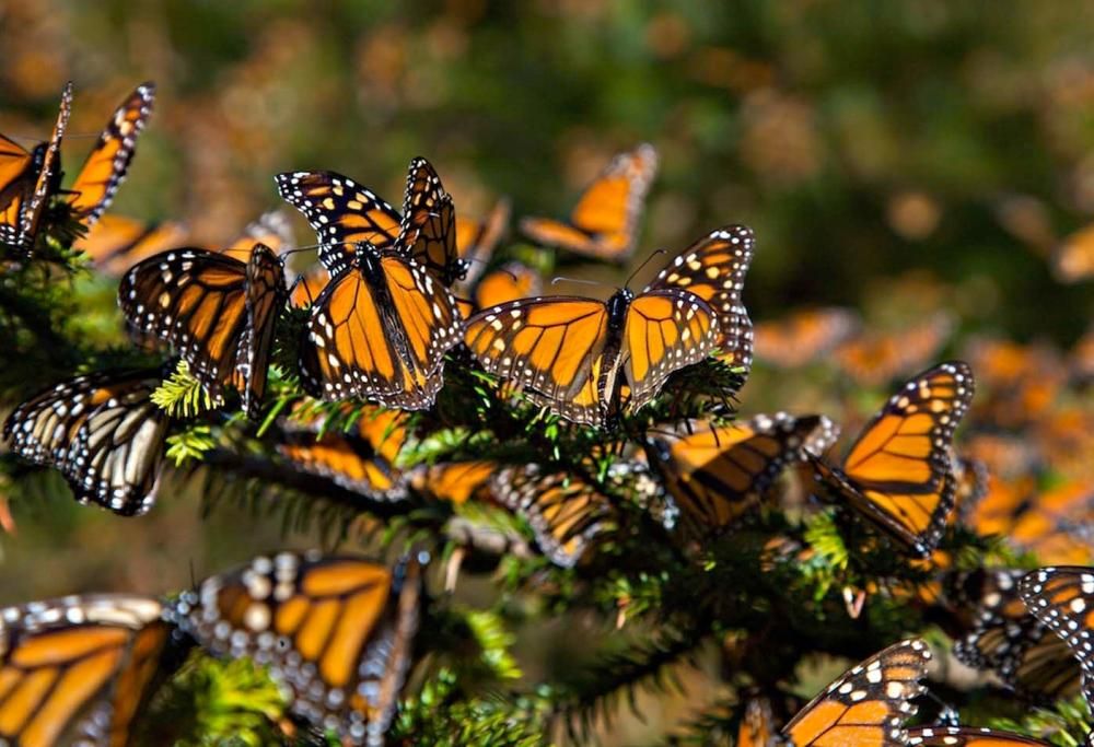 Le farfalle viaggiatrici