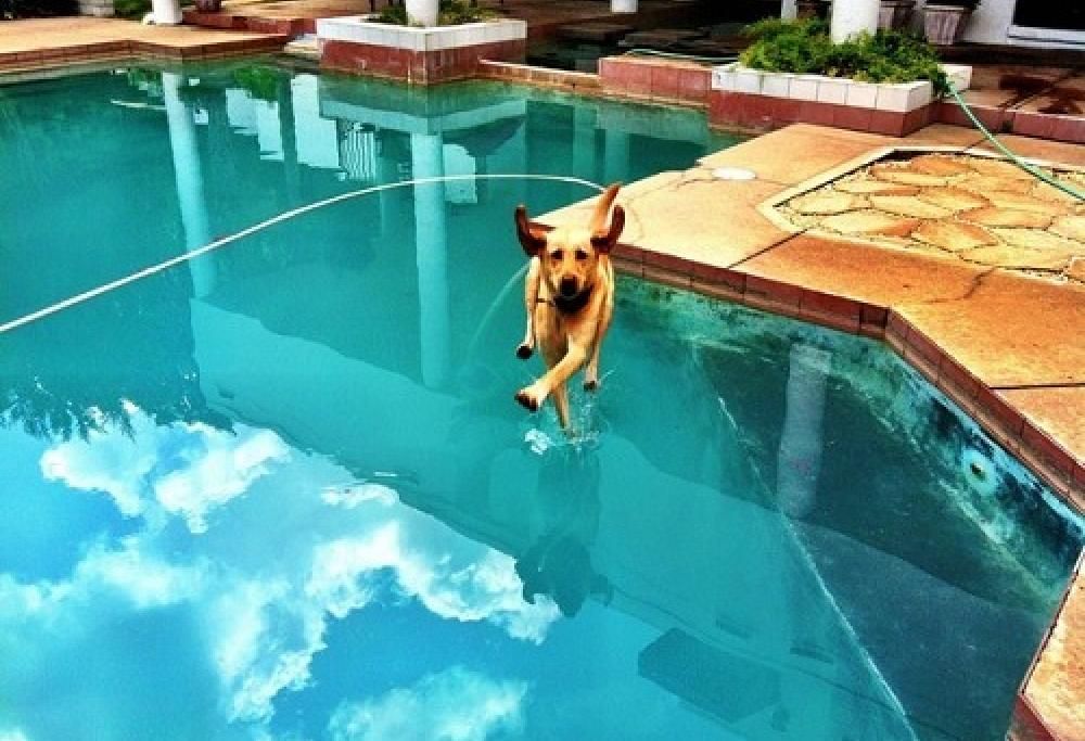 4 zampe protagonisti di 20 scatti impossibili