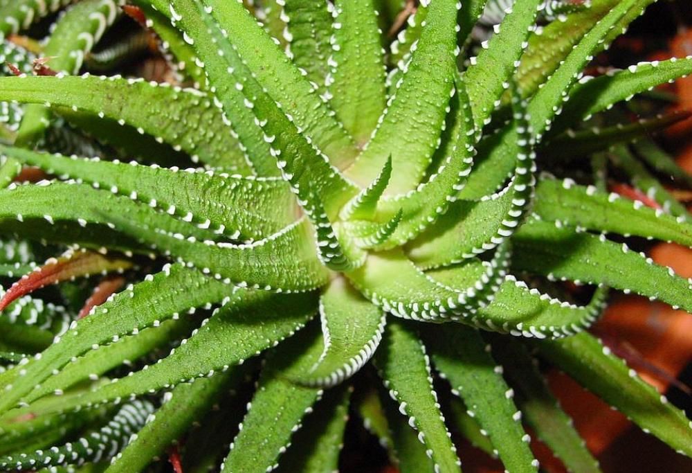 L’aloe vera? È miracolosa!