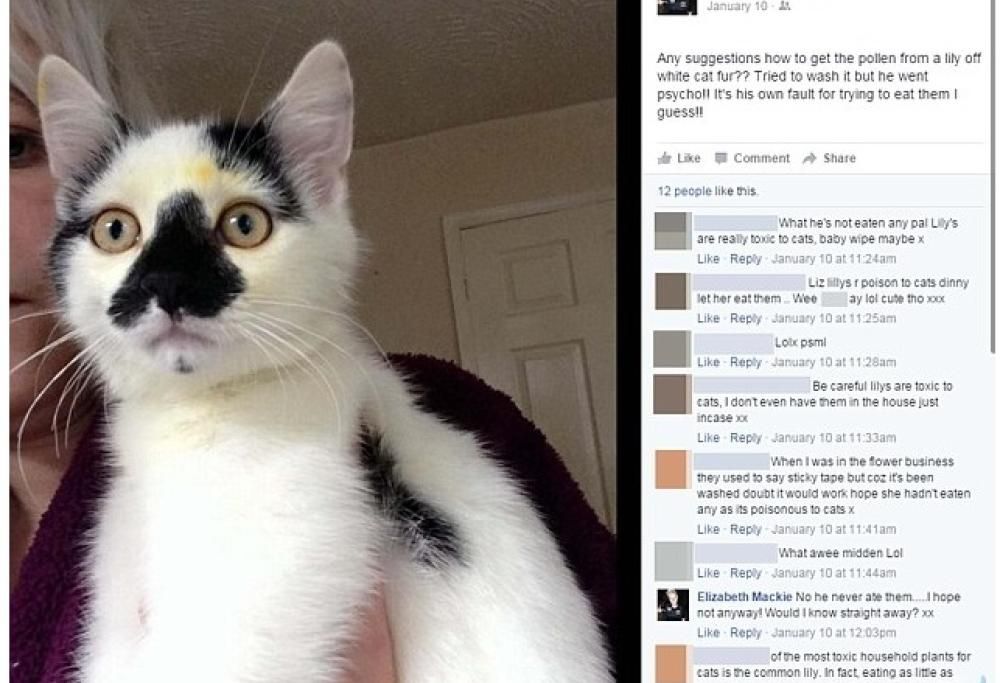 “Questi fiori hanno ucciso il mio gattino: ​non teneteli in casa se ne avete uno”