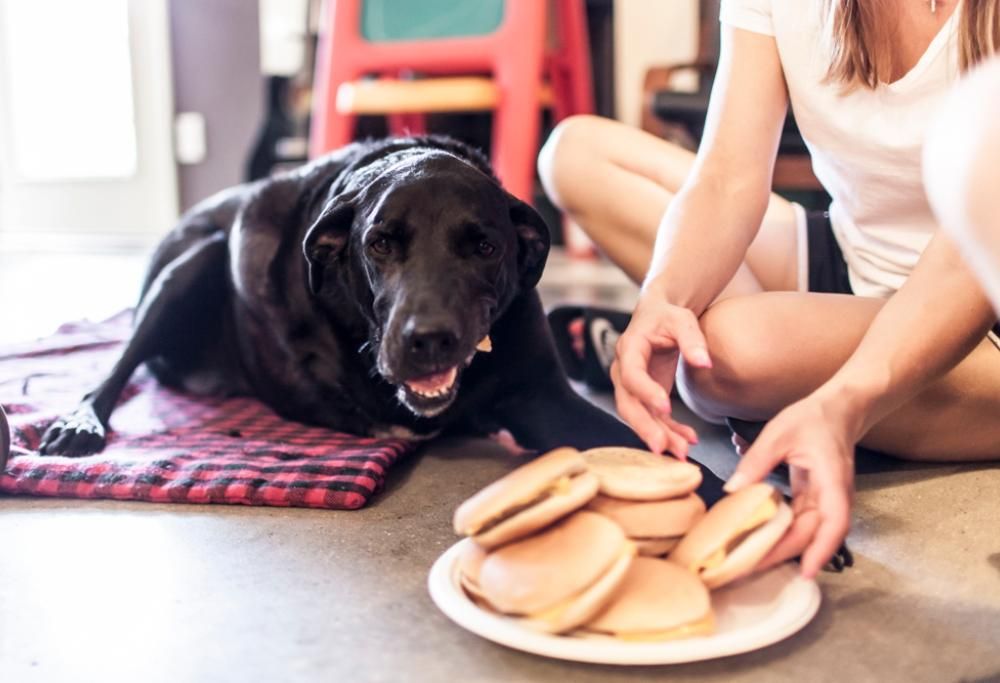Prima di sopprimere Duke, gli regalano il giorno più bello della sua vita