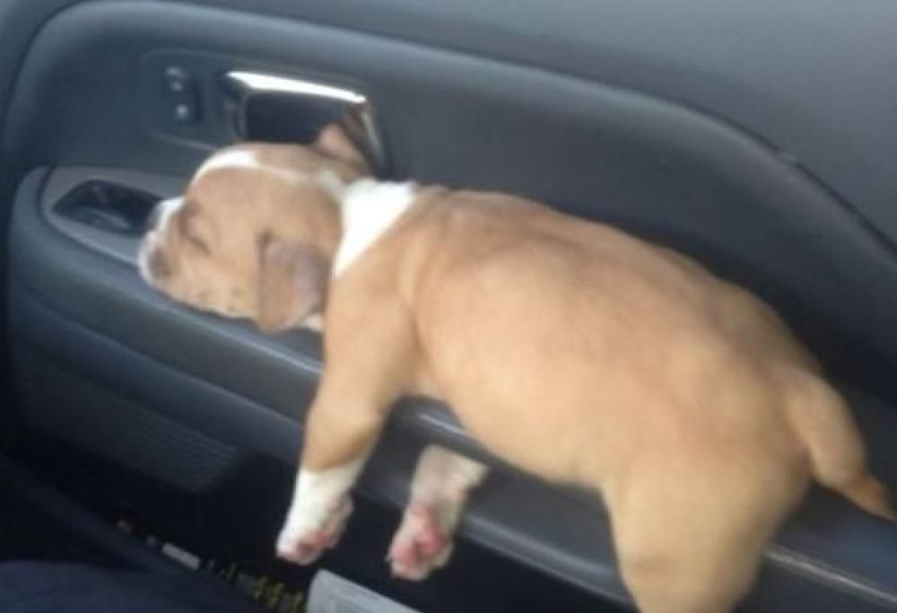10 foto che dimostrano che i cani possono dormire ovunque