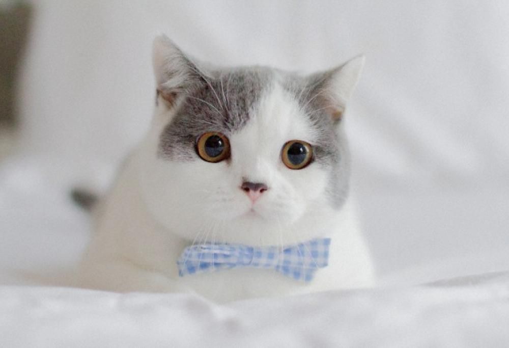 Incredibile, ma vero: guardare on line video e foto di gattini rende più produttivi