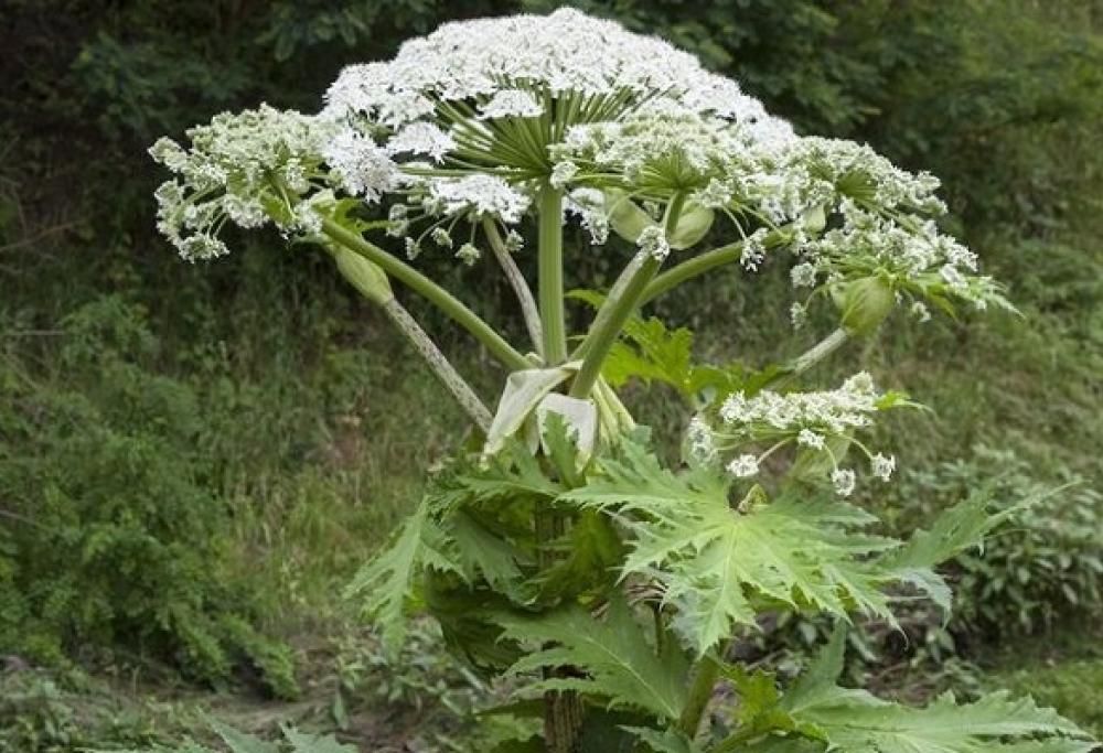 Allerta ASL: non toccate questa pianta!