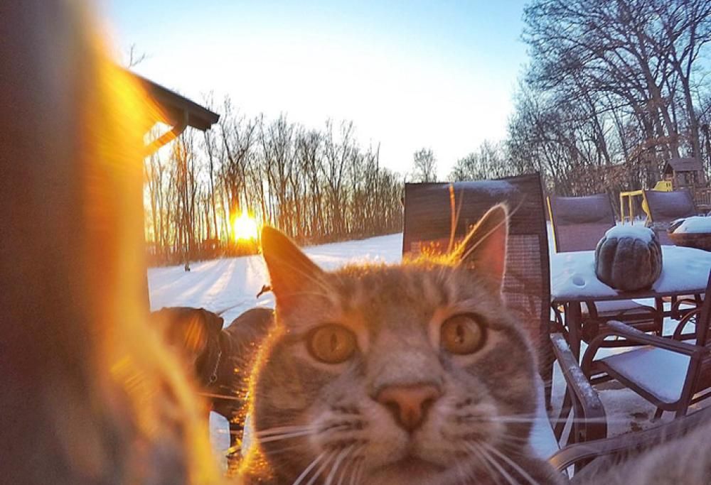 Manny, il micio che ama scattare selfie con gli amici
