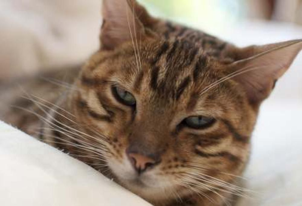 Anche il vostro gatto ha una M sulla fronte?