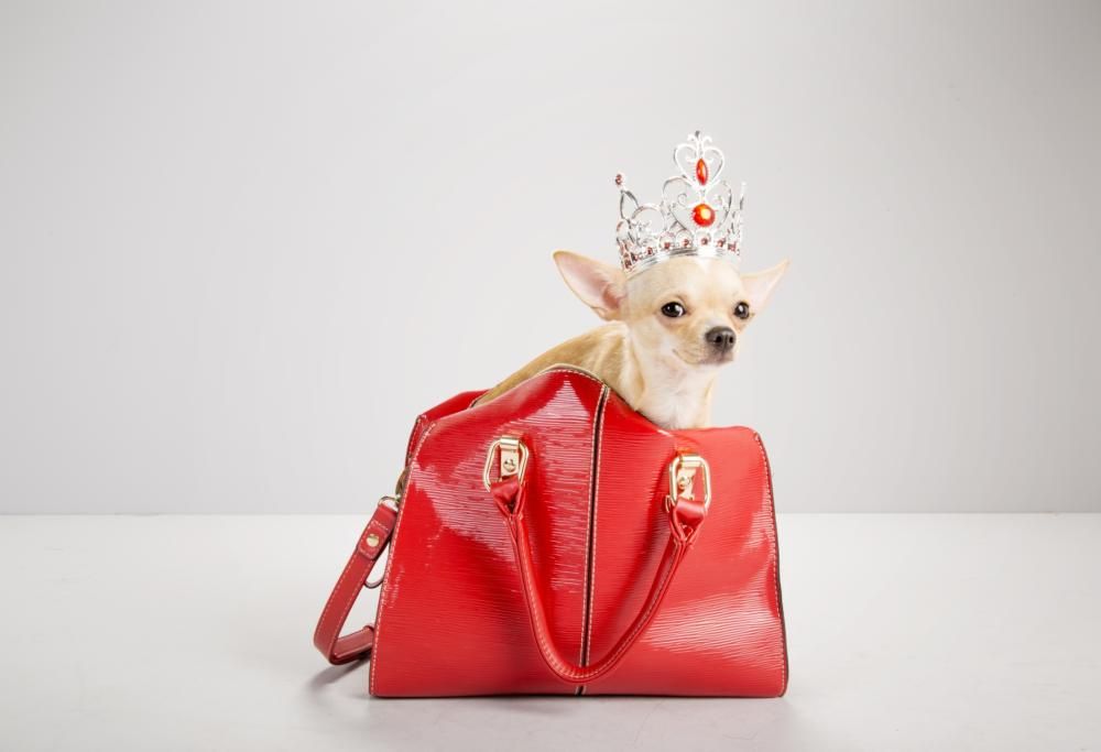 Incredibile: ecco perché andare in giro con la borsetta può causare mal di testa!