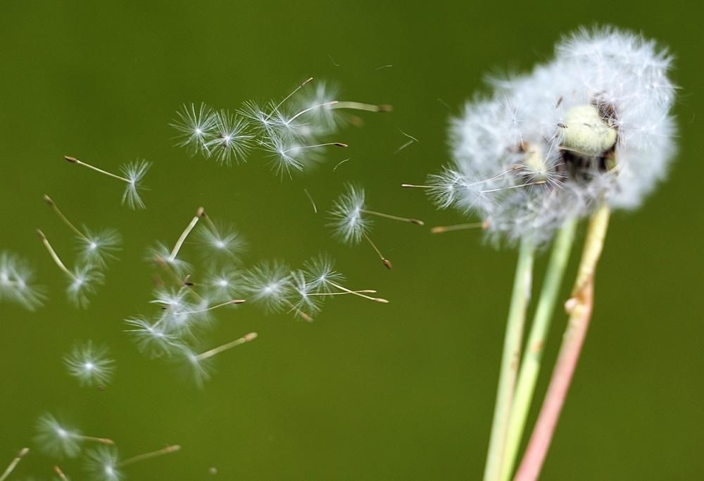 Siete allergici a queste piante? Allora non mangiate questi cibi!