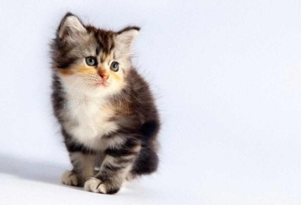 Volete tenere il vostro gatto lontano dalle vostre aiuole preferite? Ecco come fare!