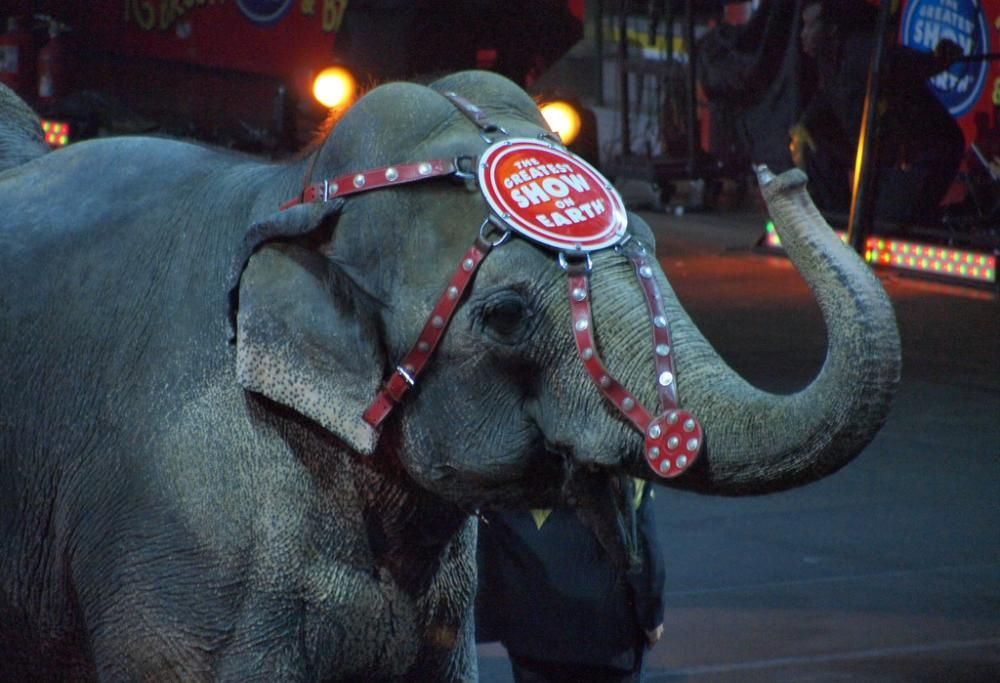 L’ultimo spettacolo degli elefanti al circo Barnum