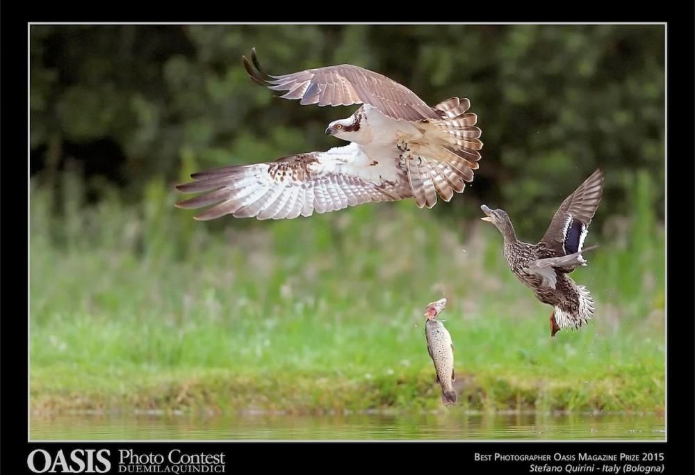 Oasis International Photo Contest