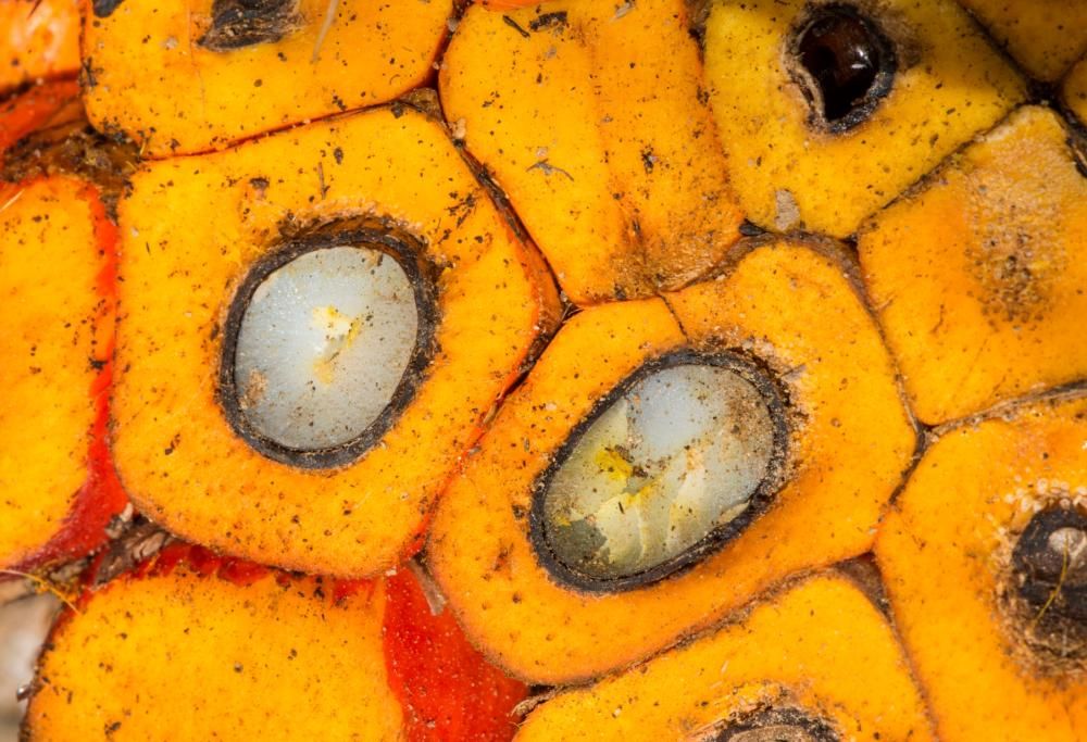 Come mai si parla favorevolmente dell’olio di palma?