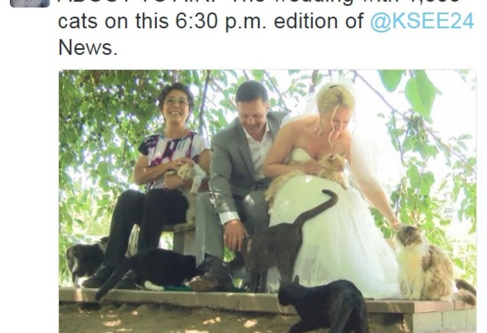 Questa coppia ha invitato al suo matrimonio 1110 gatti