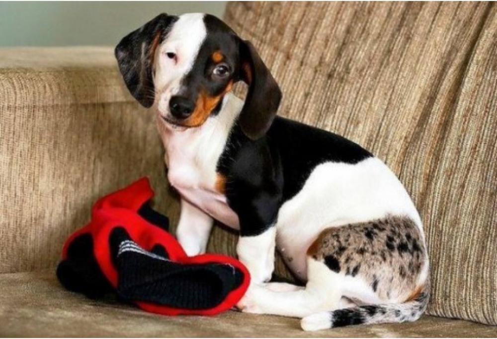 I 10 cani più assurdi del mondo