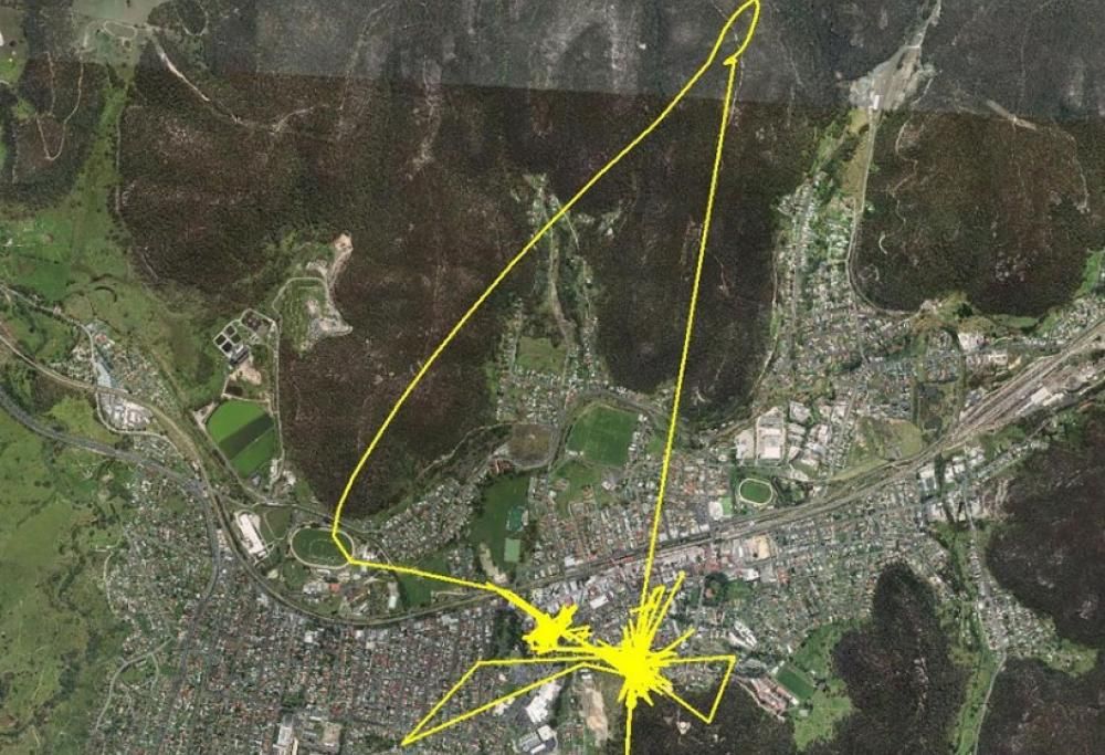 I giretti segreti dei gatti spiati dal GPS