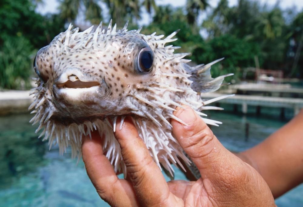 Fai attenzione a questi cibi: potrebbero rivelarsi velenosi!