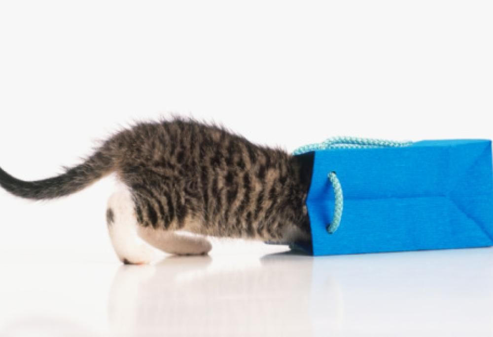 10 comportamenti assurdi dei gatti che finalmente hanno una spiegazione scientifica