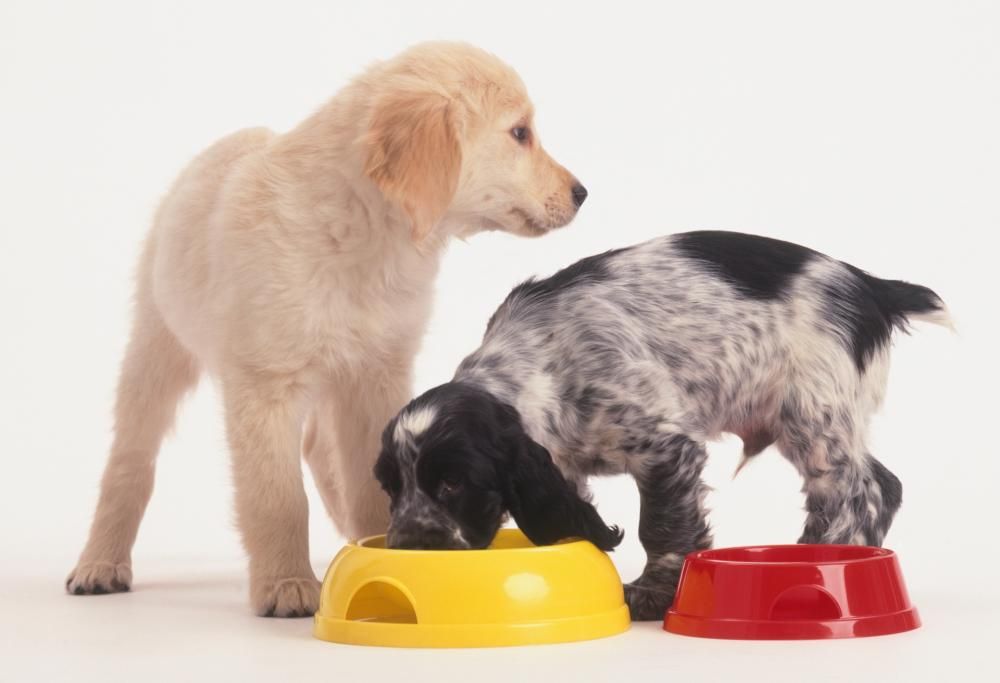 Attenzione: non date mai questi cibi ai vostri cani e gatti