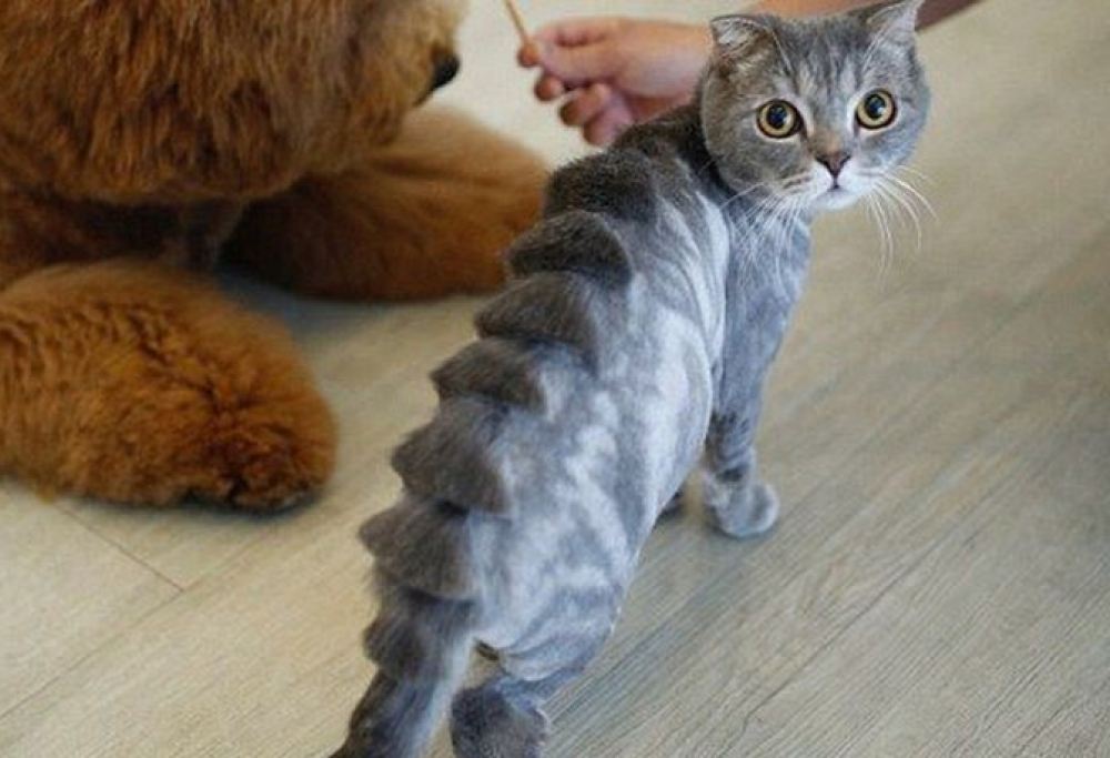 Gatti che si trasformano in dinosauri e non solo. Succede a Taiwan