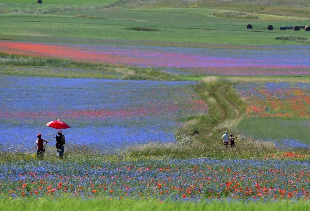La fioritura delle lenticchie è un trionfo di colori