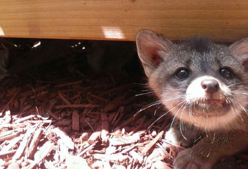 Le volpi di Facebook. Tre cuccioli abbandonati accanto al quartier generale e adottati dai dipendenti