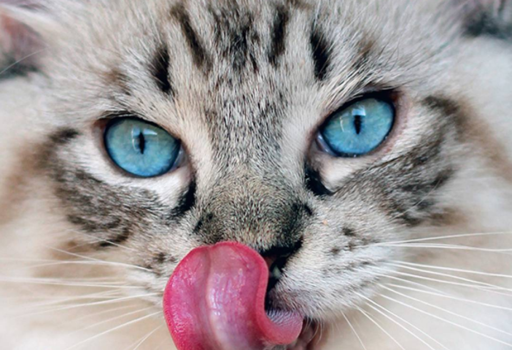 Thorin, il gatto con la lingua più lunga del mondo