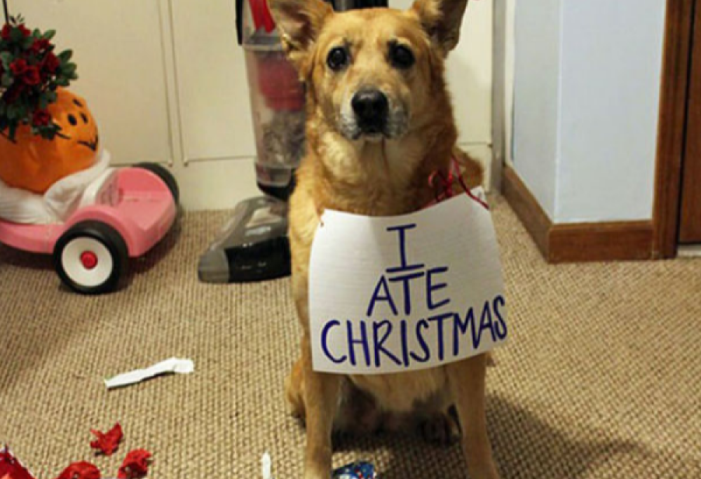 Animali & Natale: la gallery tutta da ridere!