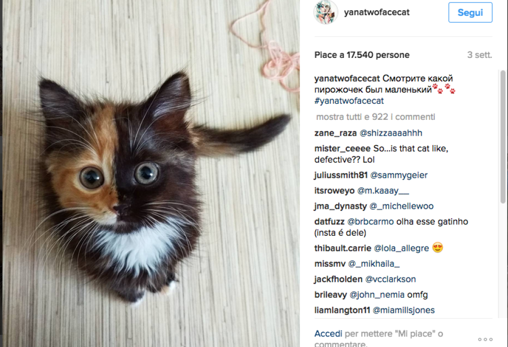 Una gattina, due colori: le incredibili foto di Yana, dal muso diviso esattamente in due metà diverse