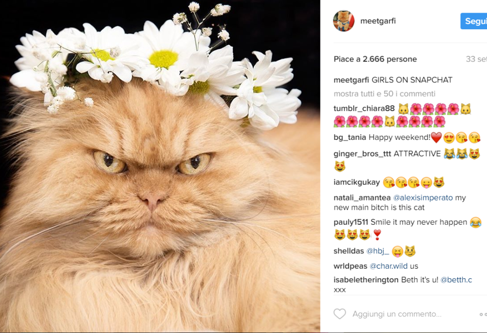 I 9 gatti più famosi di Internet