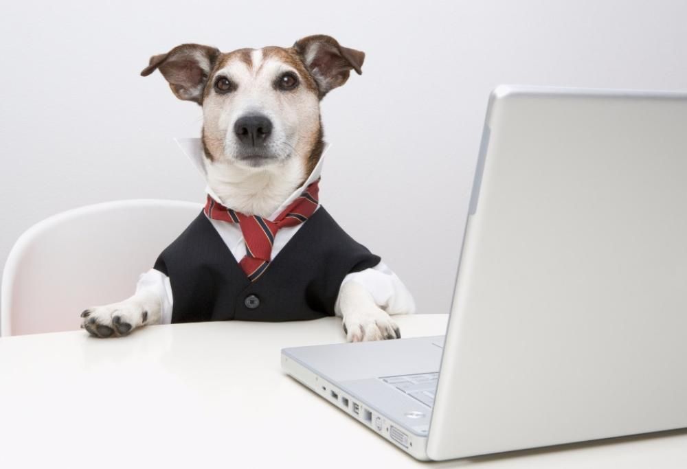 Cani e gatti in ufficio per lavorare meglio