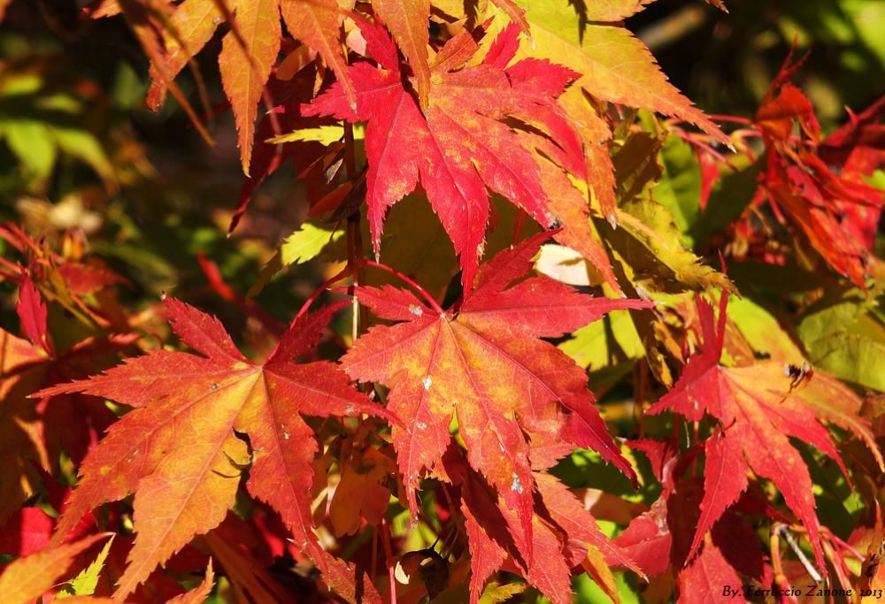 Ma quando inizia quest’anno l’autunno? Ecco la risposta
