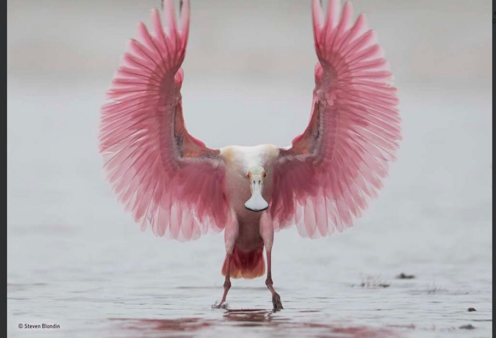 A tutta emozione: le bellissime foto finaliste del concorso dedicato alla natura