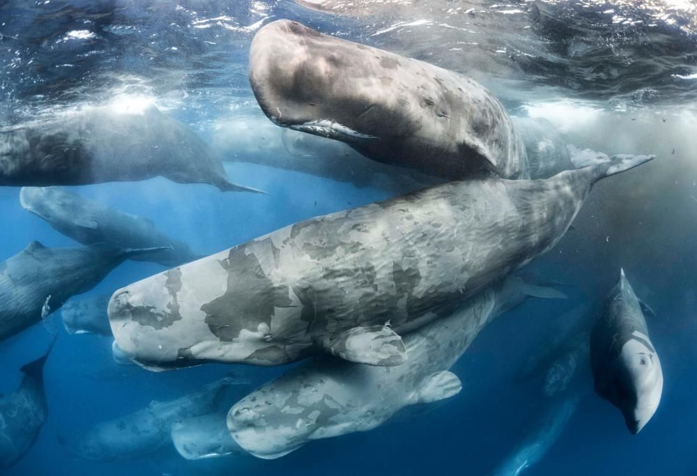 Wildlife Photographer Of The Year