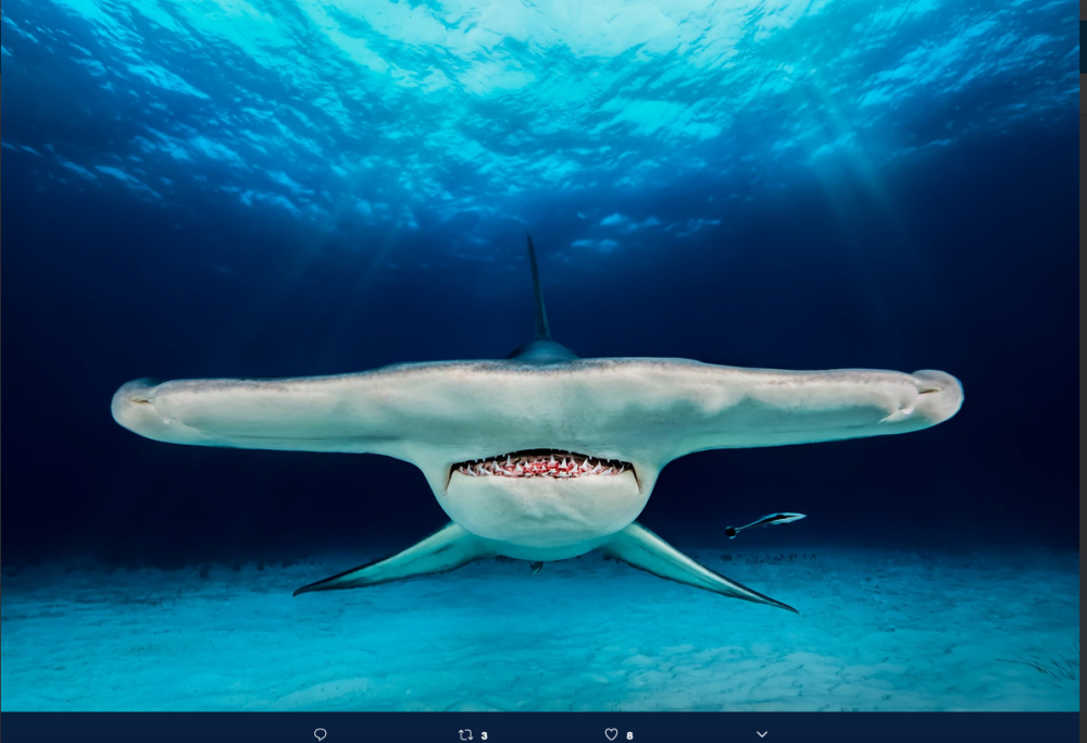 Incredibili bellezze sottomarine: la gallery mozzafiato