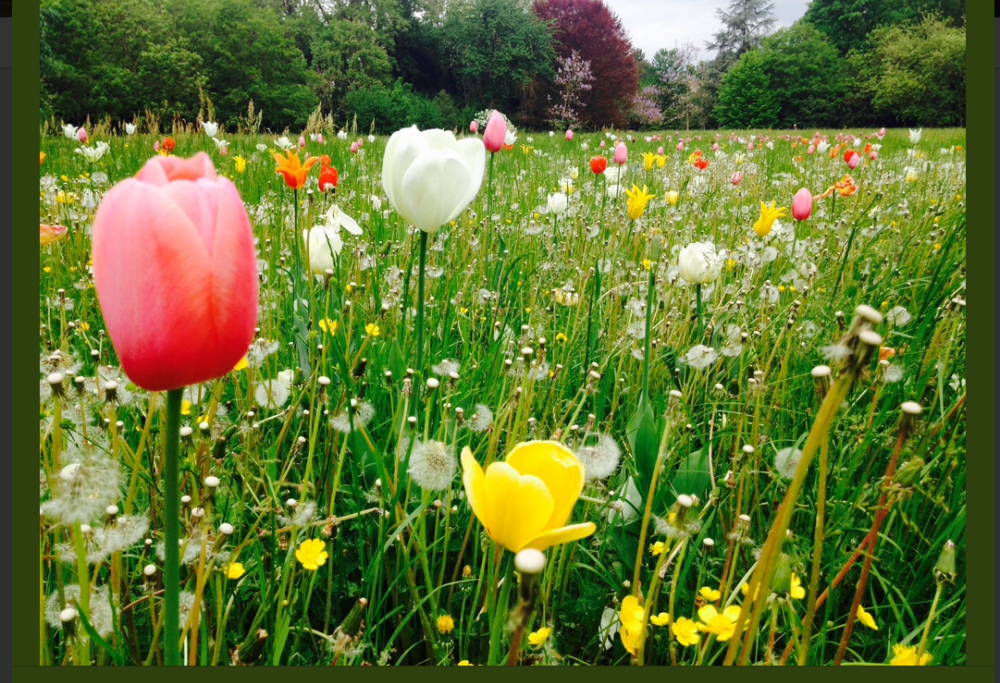 Sbocciano i tulipani: a Padova un incredibile tripudio di colori per Giardinity