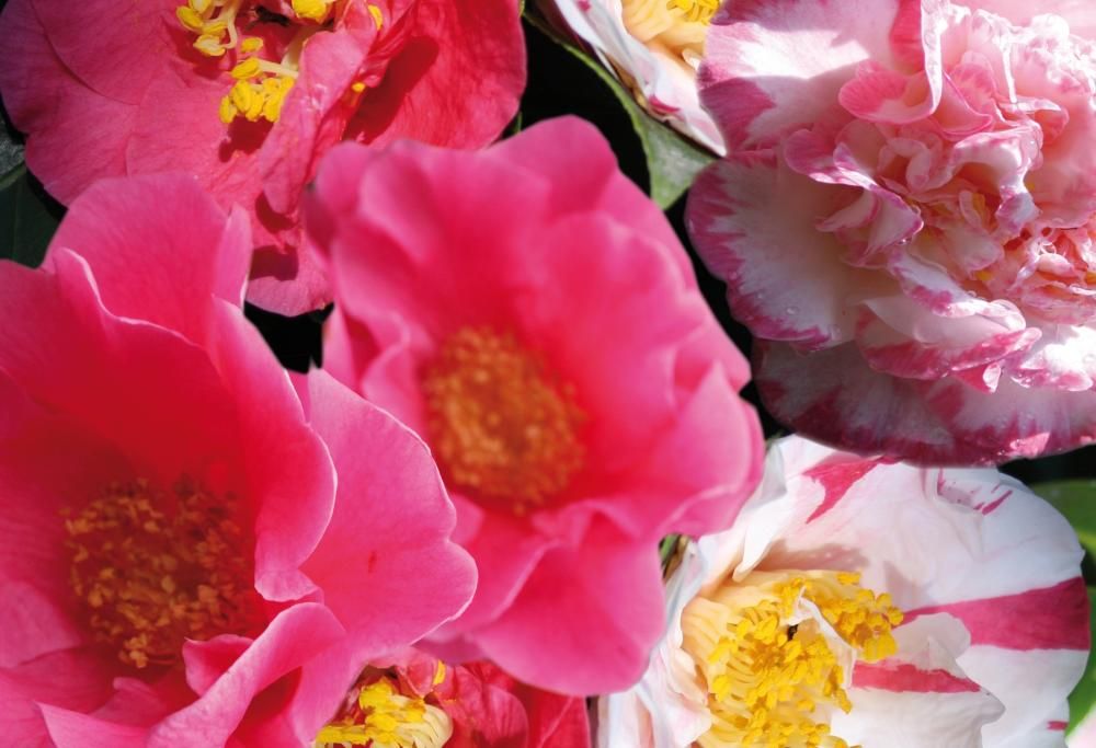 Le giornate delle camelie a Villa Della Porta Bozzolo