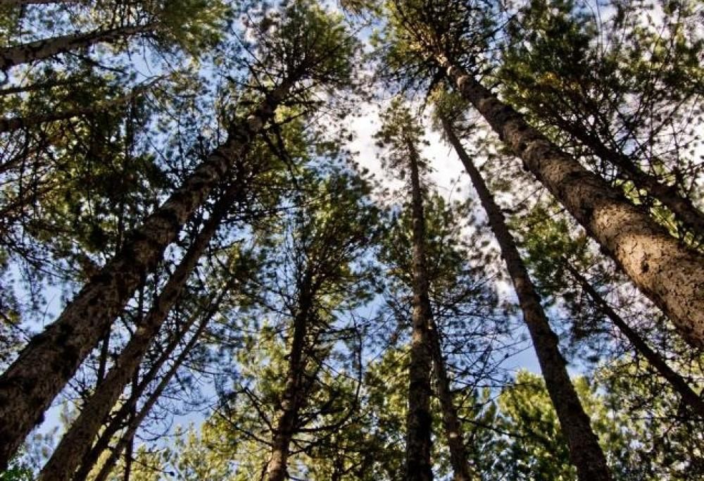 I Giganti della Sila