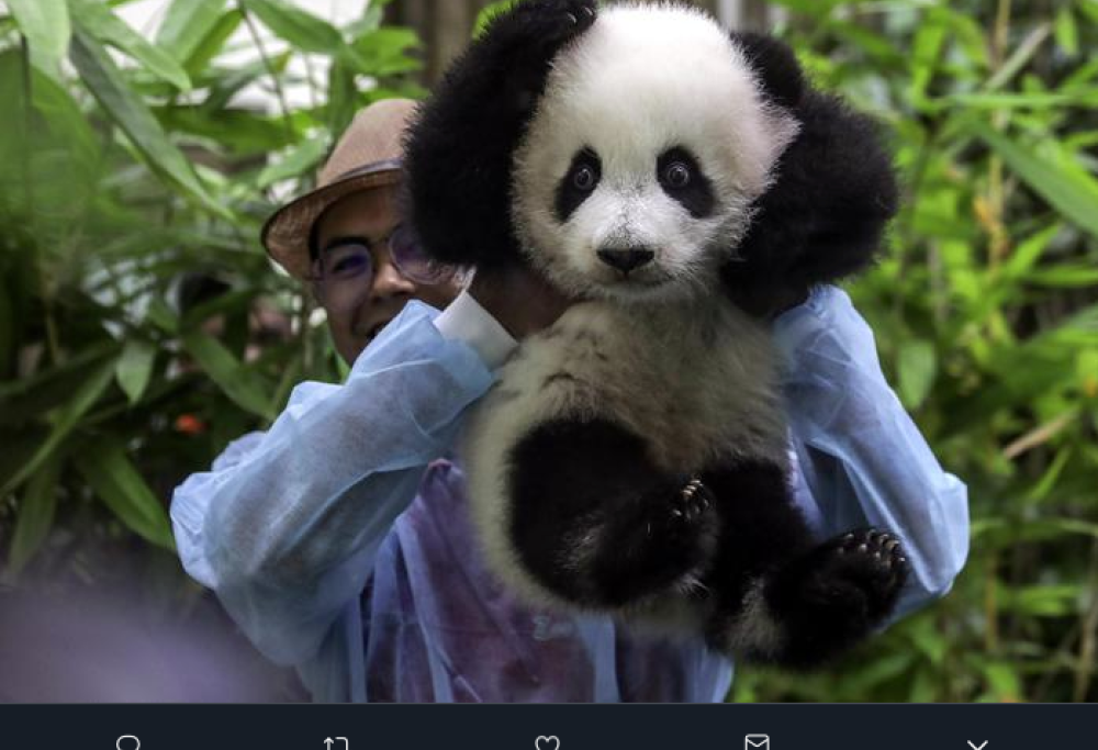 Malesia: ecco il baby-panda  che ha conquistato il web!